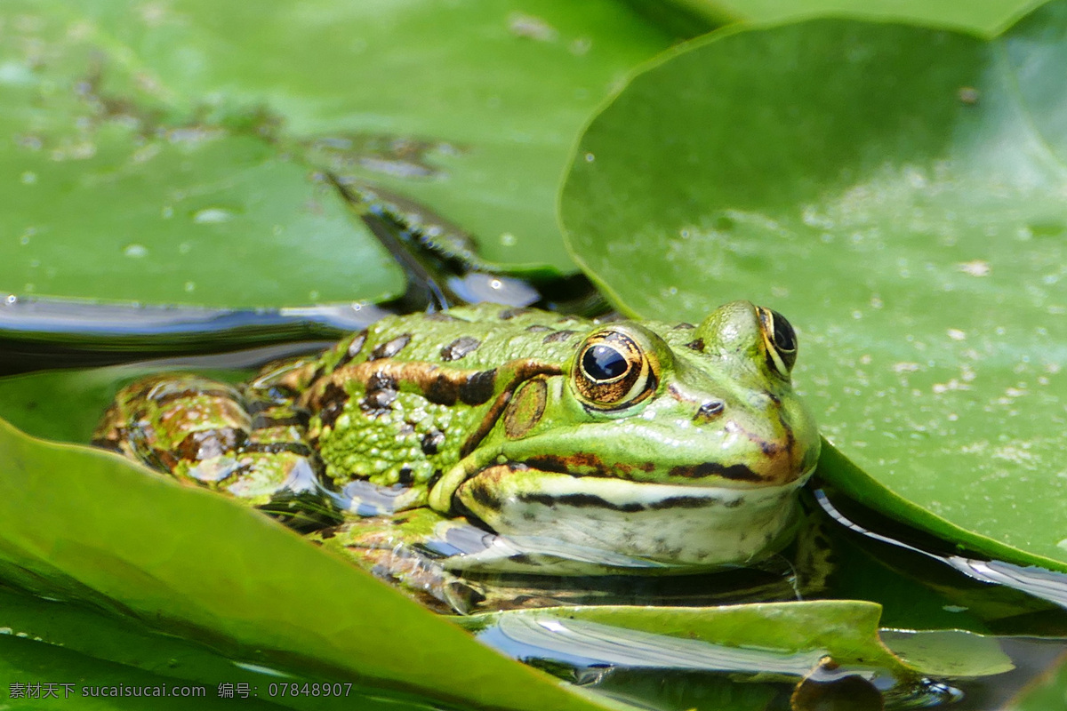 青蛙 蛙 蛤蟆 蛙子 frog 黑斑侧褶蛙 黑斑蛙 泽蛙 金线蛙 花背蟾蜍 蟾蜍