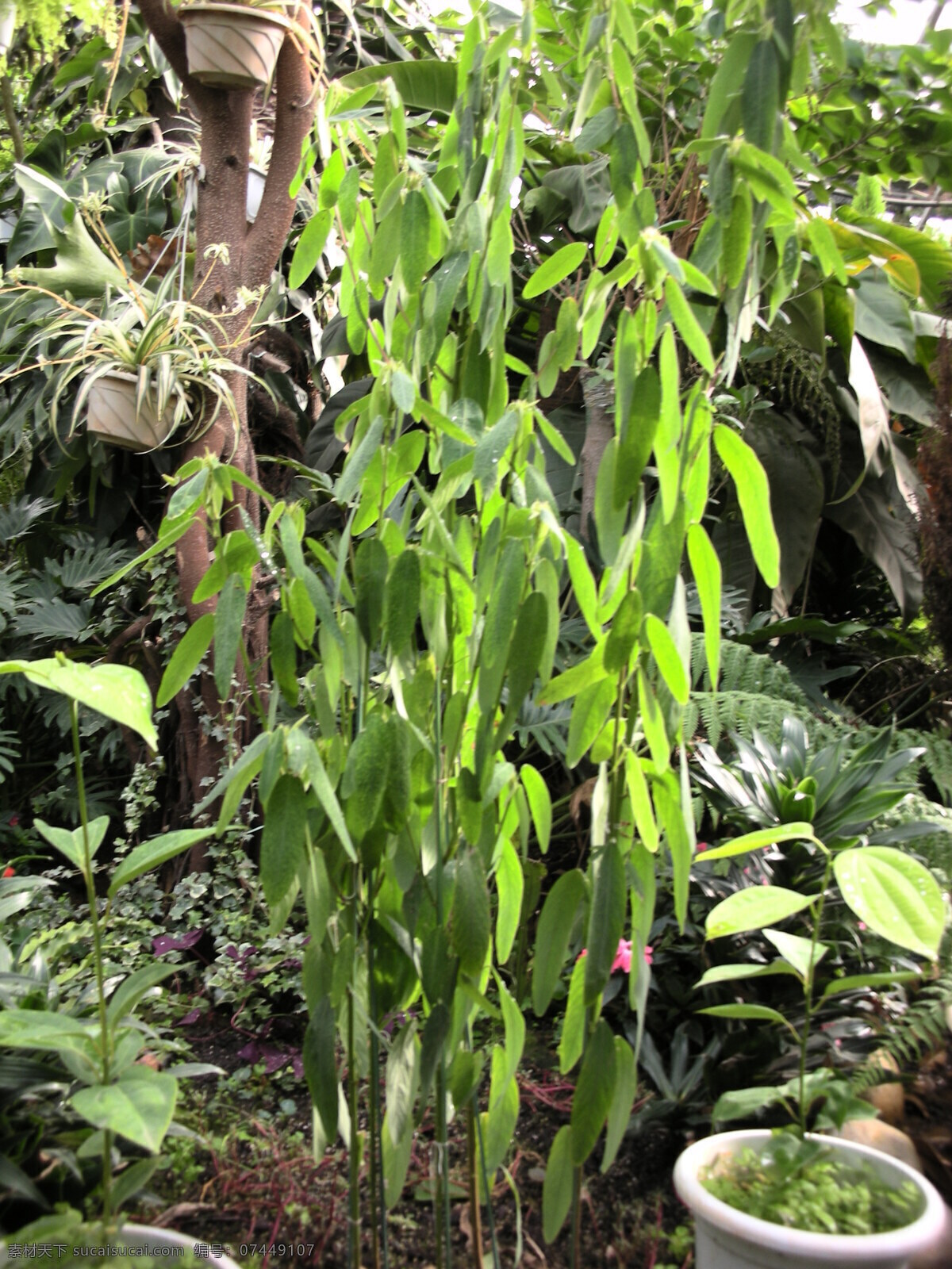 跳舞草 树叶 树干 花盆 花草 生物世界