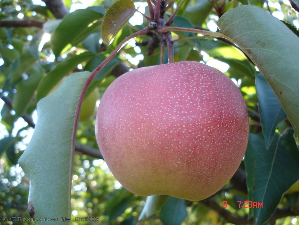 苹果梨 成熟 期初 苹果树 苹果 绿叶 水果 生物世界