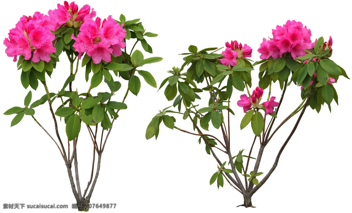 后期花