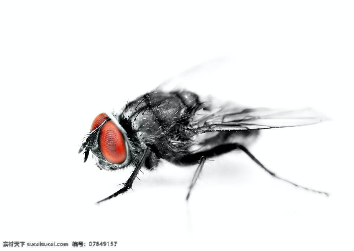 苍蝇高清 苍蝇 昆虫 细菌 病菌 腐败 害虫 生物世界