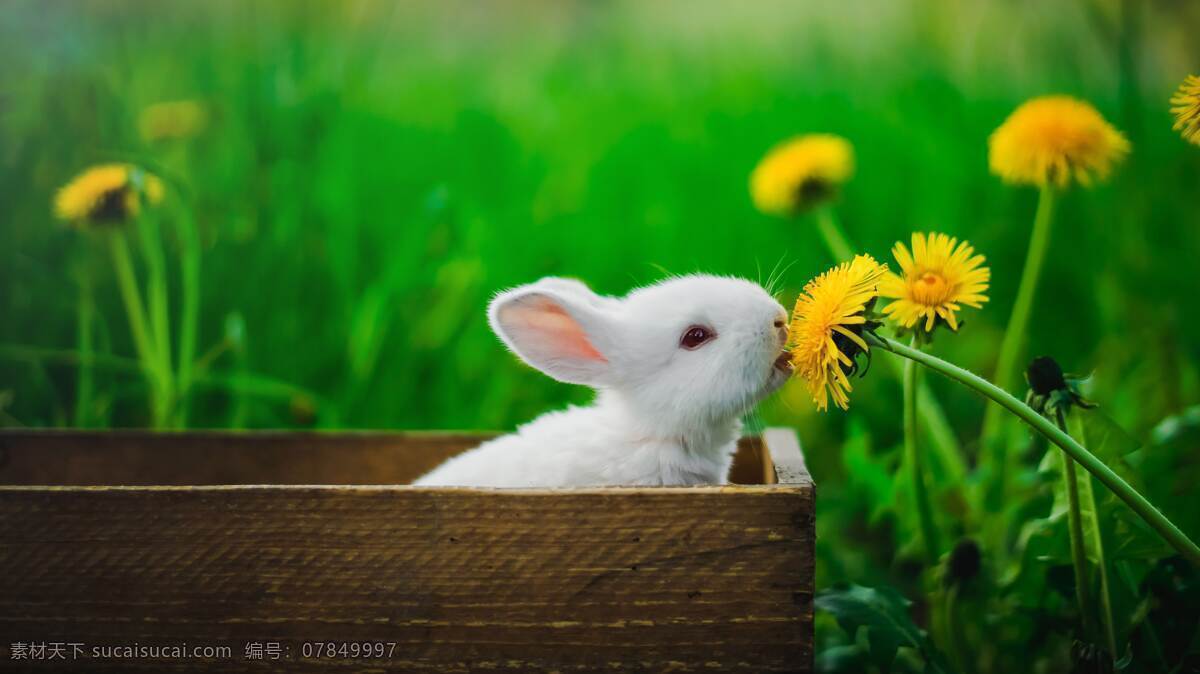 小白兔 白色 绿色 宠物 可爱 动物 唯美 宠物动物 生物世界 家禽家畜