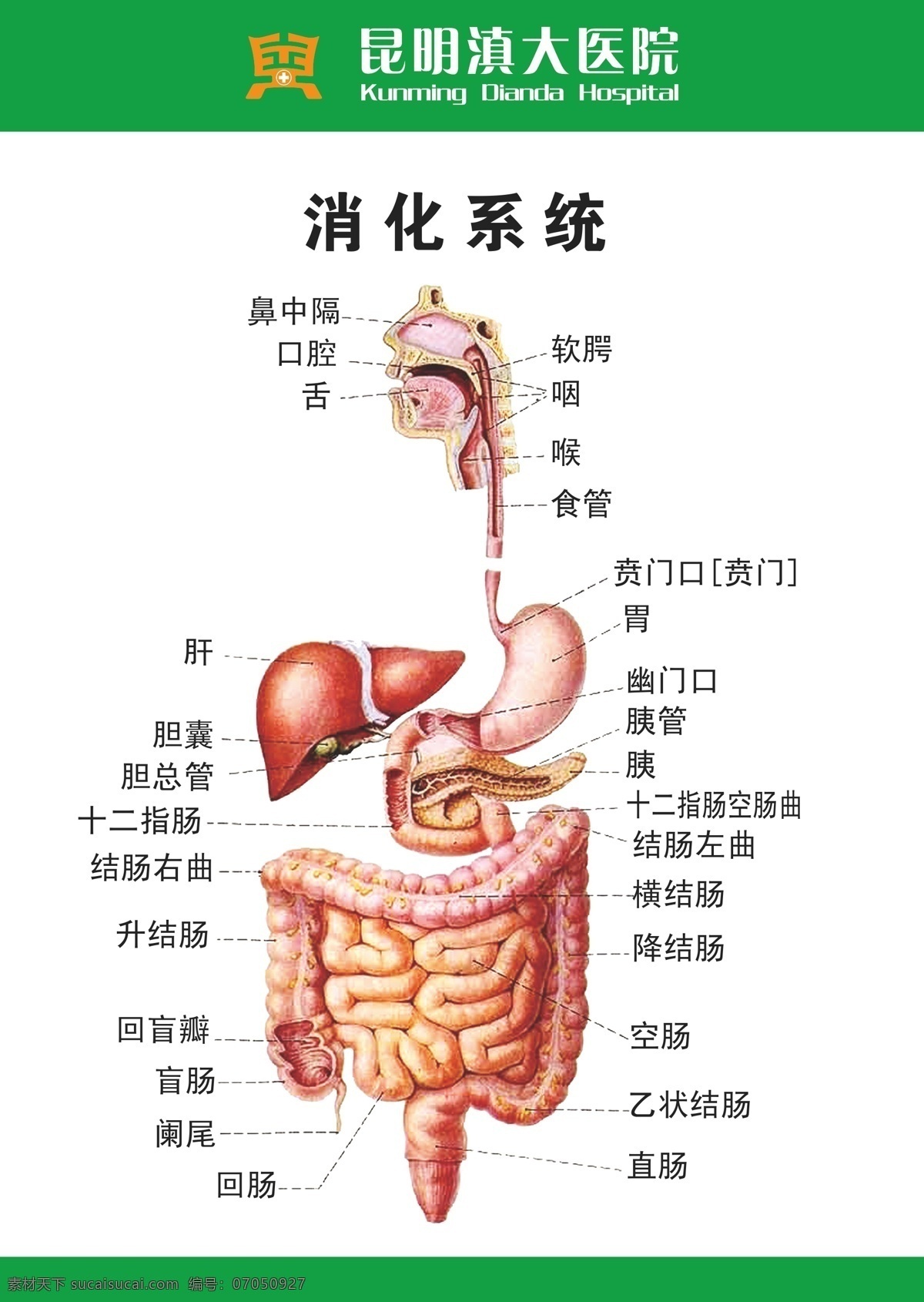 滇大医院肠胃 医院 肠胃 消化系统模式 矢量设计 矢量
