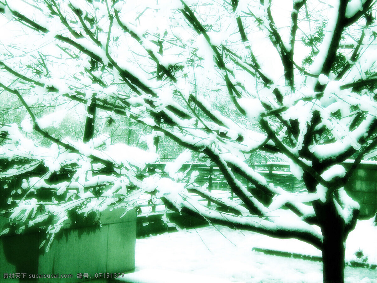 雪景 树木 大雪 中 绿地 中心 花园 风景 生活 旅游餐饮