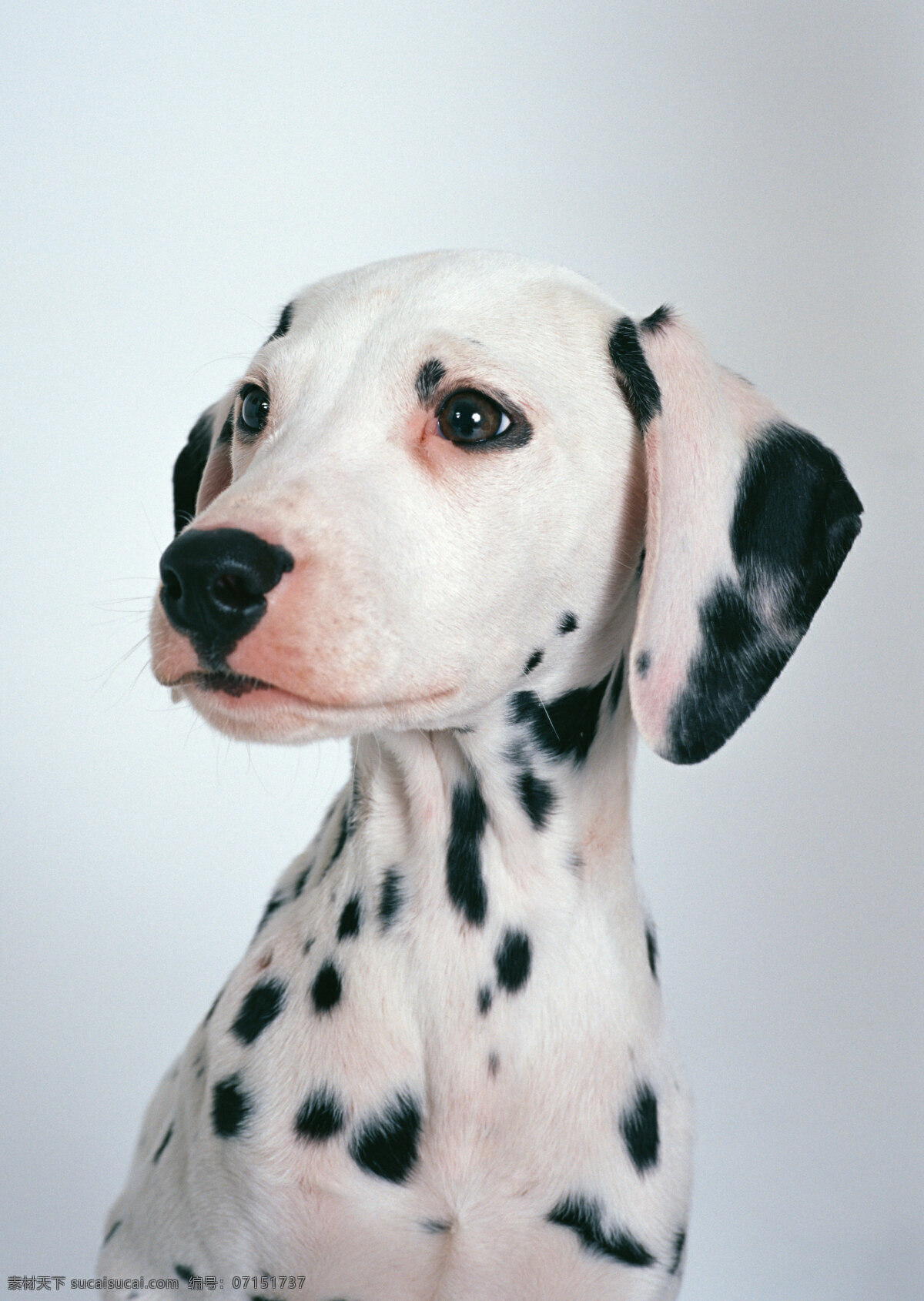 斑点狗 特写 宠物 宠物狗 可爱 小狗 名犬 名贵犬种 犬科动物 陆地动物 生物世界 狗狗图片