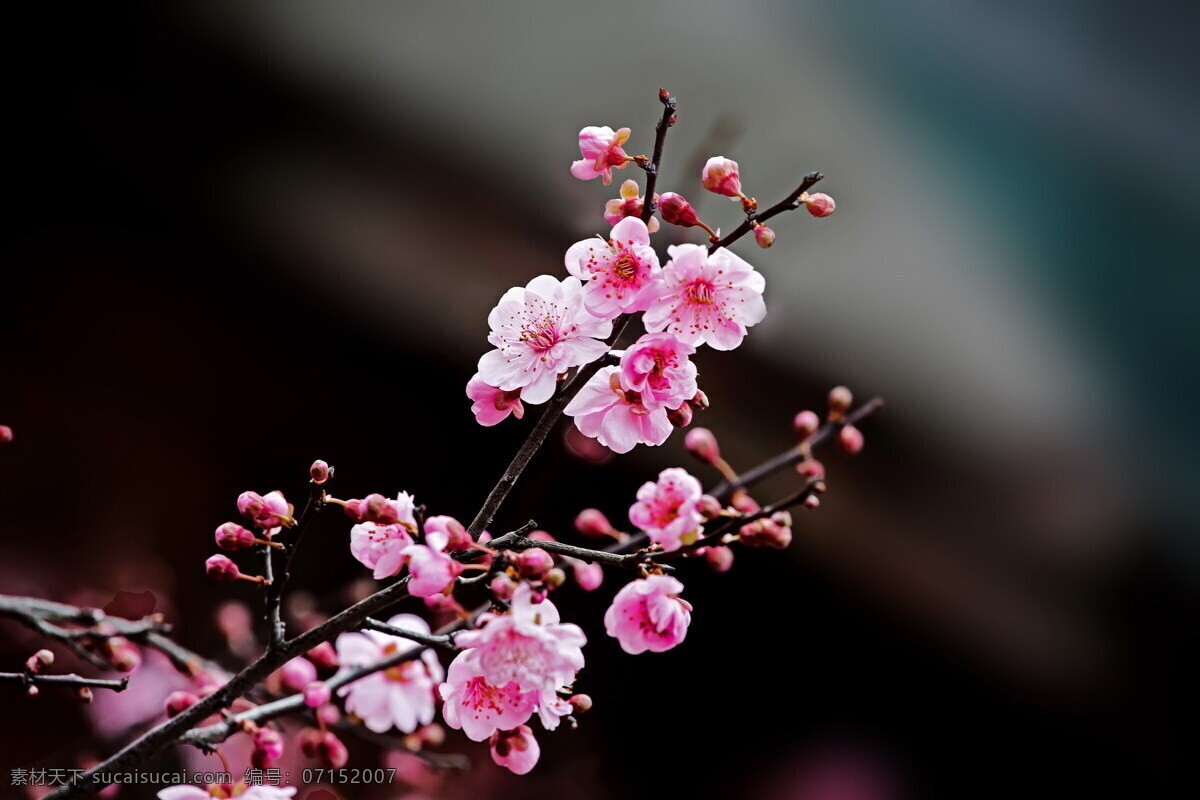 雨 后 娇 俏 梅花 桌面壁纸
