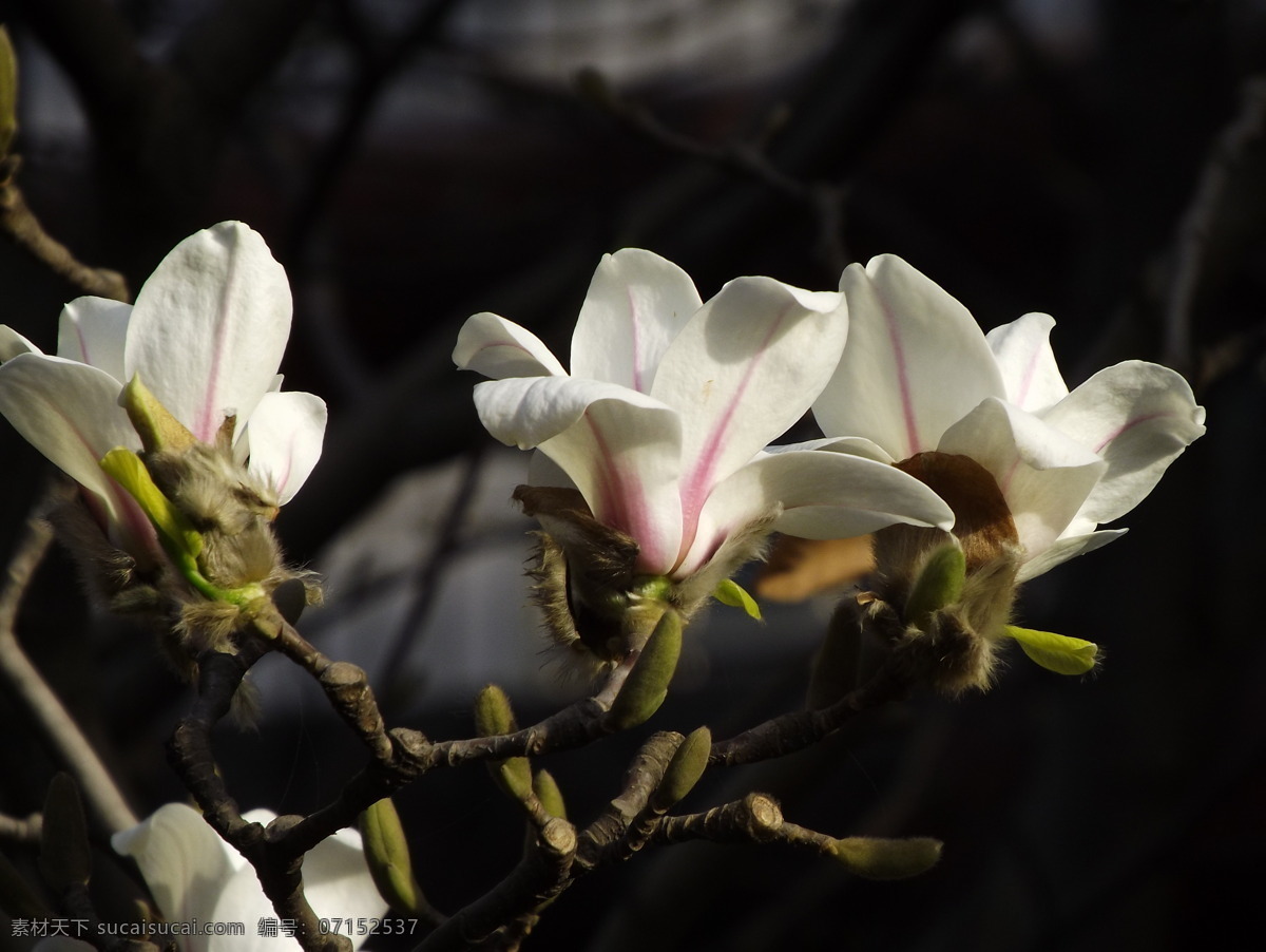 玉兰花 春天 花草 花朵 生物世界 玉兰 psd源文件