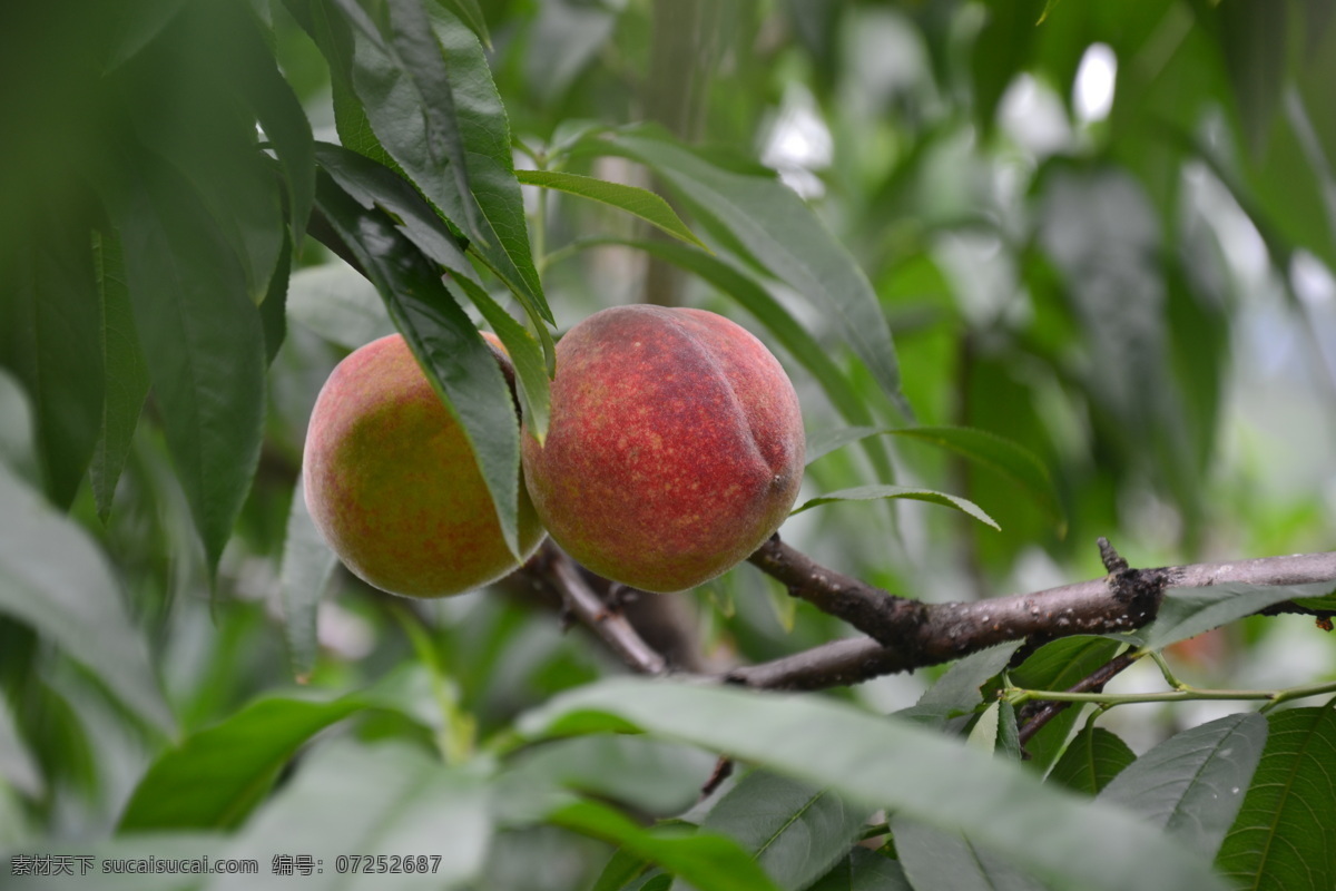 成熟的水蜜桃 成熟的 水蜜桃 桃子 桃树 桃树林 果树 果子 水果 生物世界 灰色
