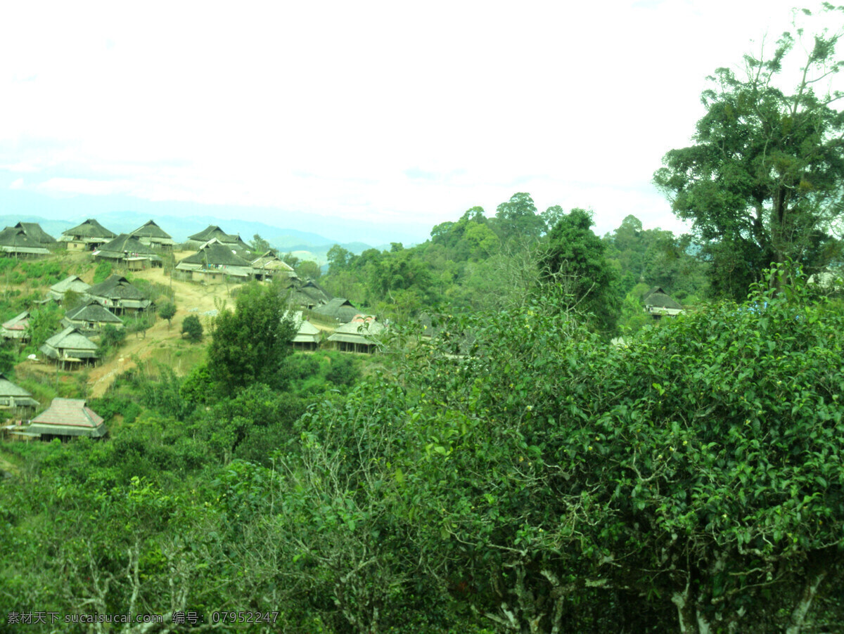 古茶树 茶业 茶叶 云南 西双版纳 普洱茶 摄影图 田园风光 自然景观