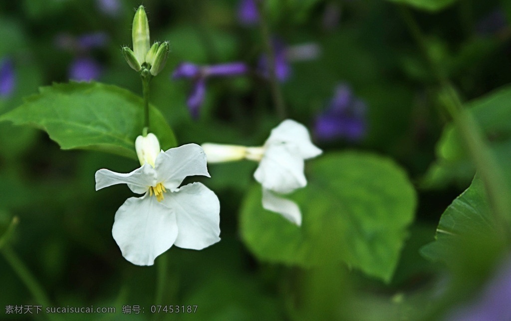 白二月兰 二月蓝 诸葛菜 十字花科 蓝紫色花 草本 二月兰 生物世界 花草