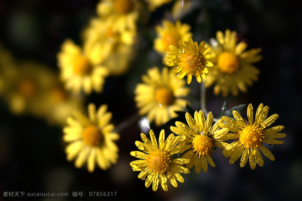 位图 植物摄影 花卉 花朵 免费素材 面料图库 服装图案 黑色