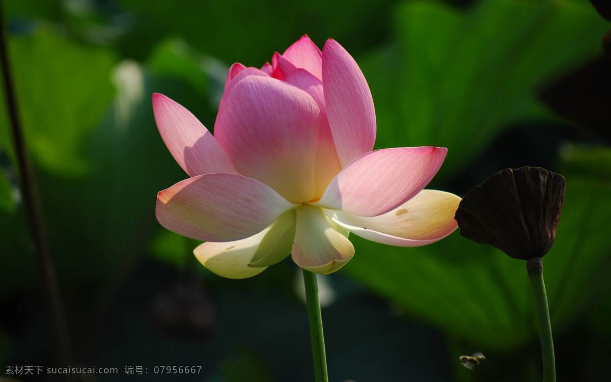 荷花 背景 花 鲜花 花儿 花朵 树叶 绿叶 特写 壁纸 美丽 漂亮 生物世界 花草