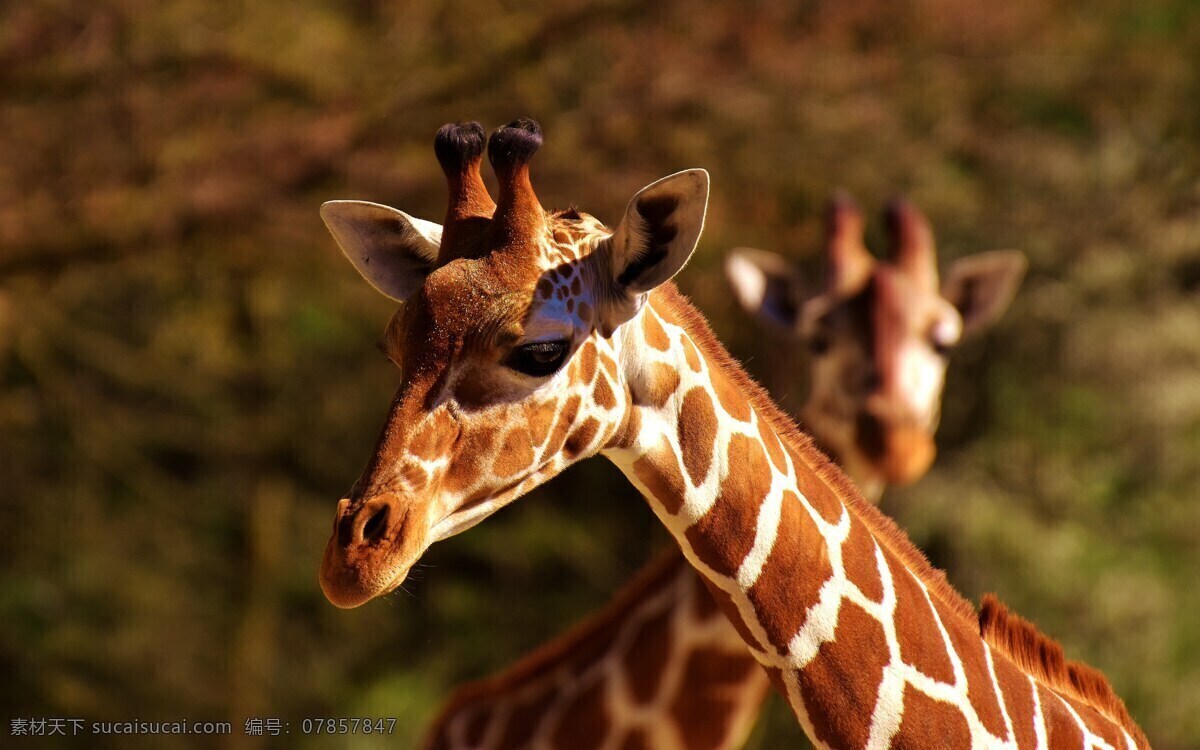长颈鹿 动物园 野生动物 动物世界 非洲草原 草原动物 食草动物 生物世界