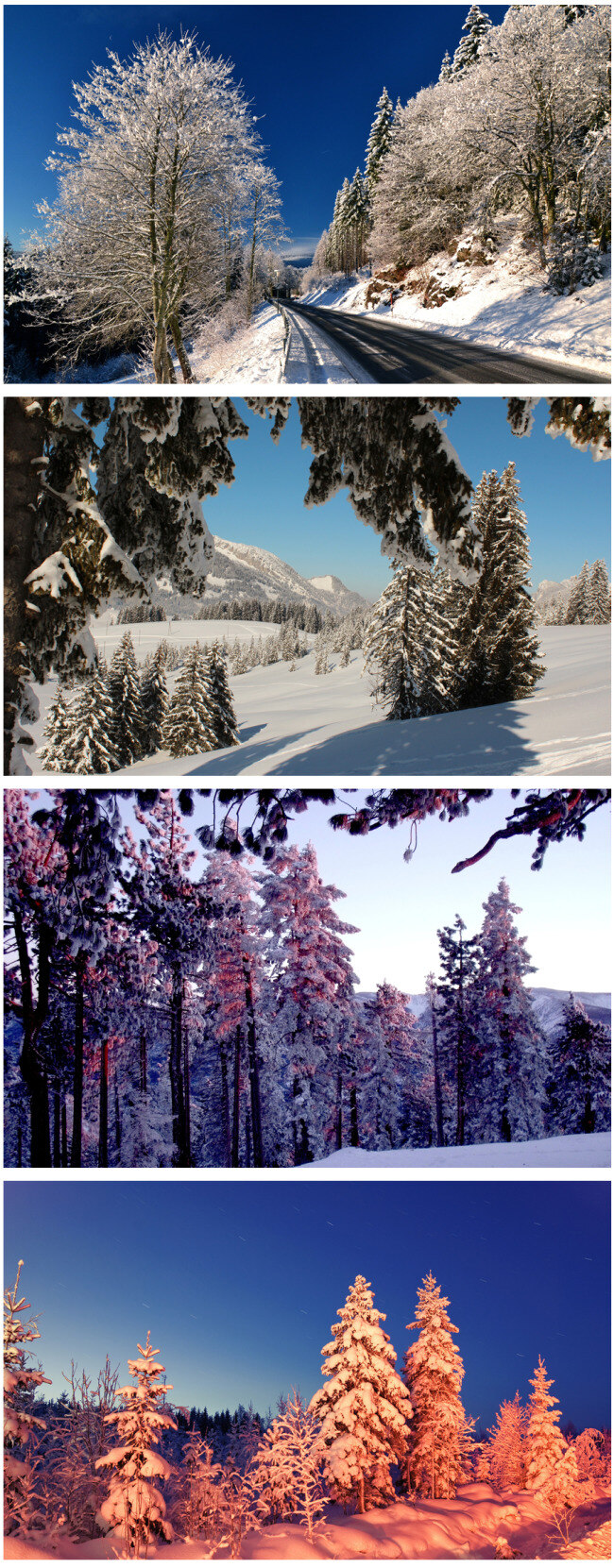 冬天的美景 全景 冬天 树木 下雪 黑色