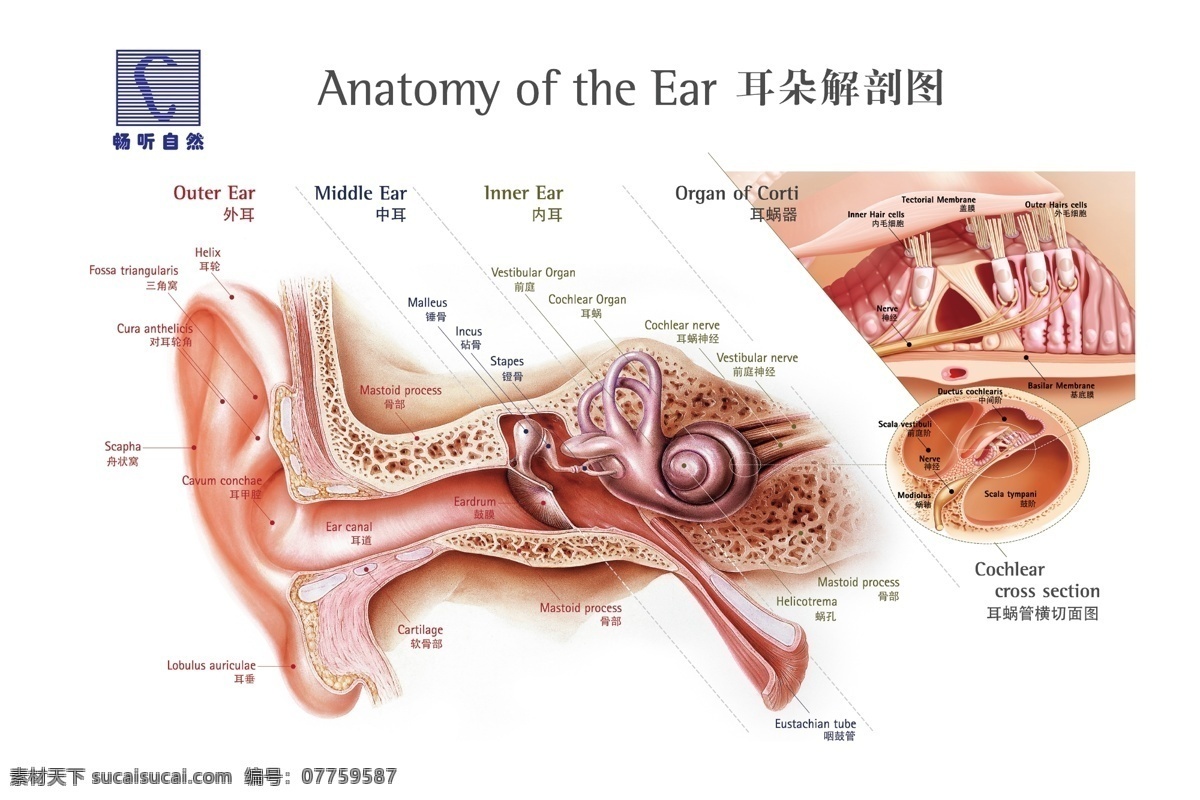 耳朵解剖图 内耳 助听器 小耳朵 耳结构