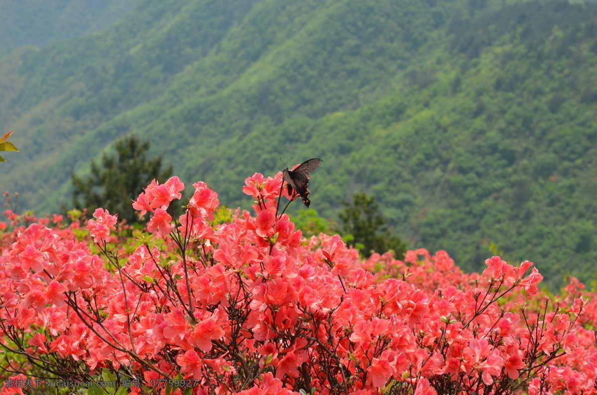 杜鹃花 自然风景 自然风光 花海 自然花海 风景图片 花卉 自然景观