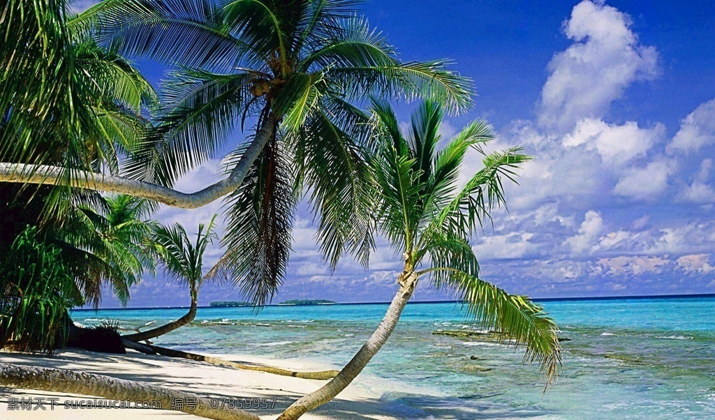 美景大海图片 美景大海 椰树 蓝色天空 白云 海水 自然景观