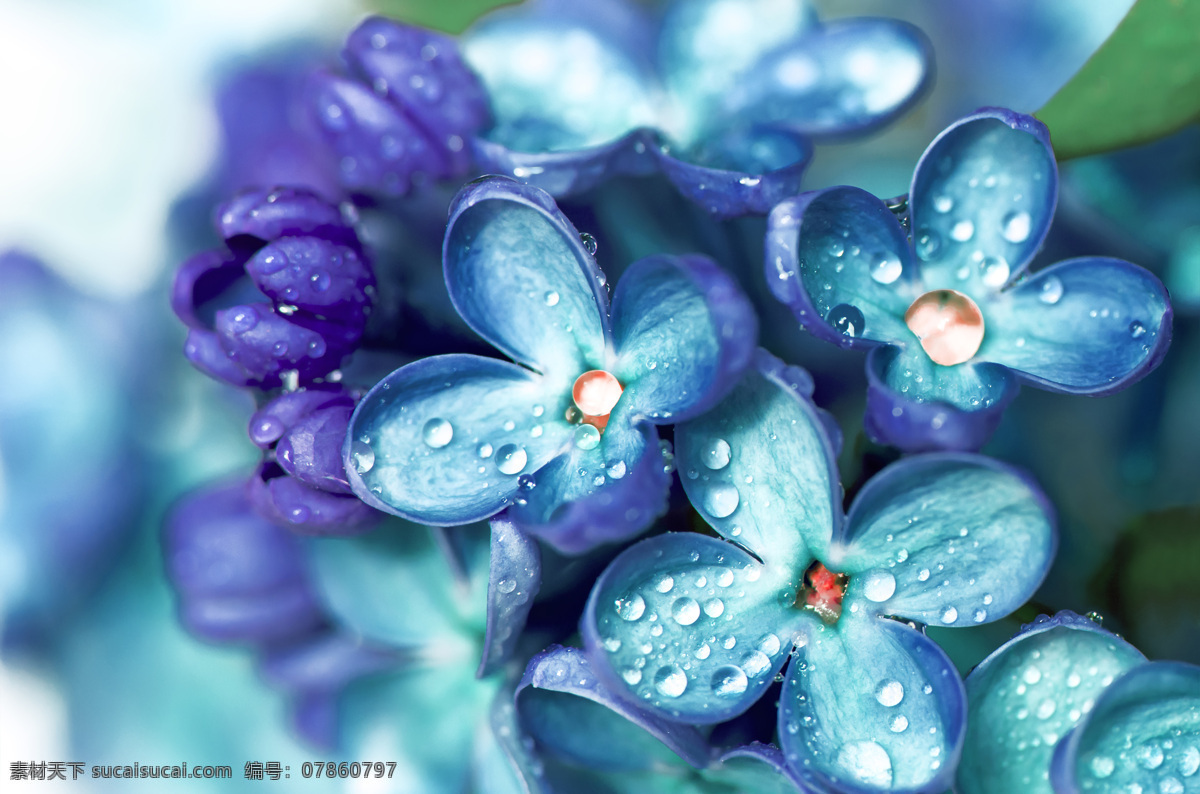 唯美 蓝紫色 花朵 水珠 图 雨后 蓝紫色花朵 唯美花朵 鲜花 花瓣 花卉 花草 植物 生物世界 图片大全 高清图片 雨后的花朵 水珠花朵 蓝色花瓣 摄影图
