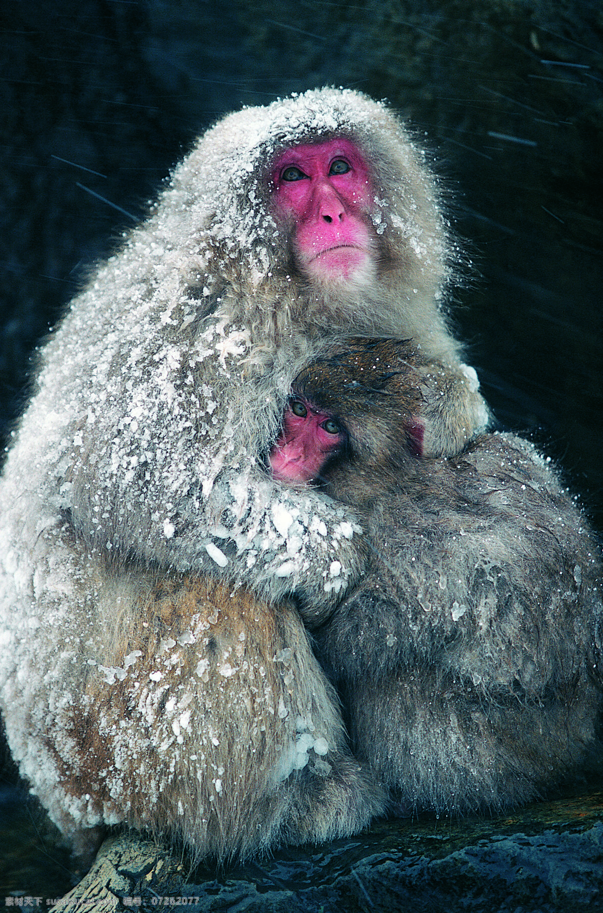 风雪 里 相互 依偎 猴子 动物 野生动物 母爱 相互依偎 拥抱 取暖 陆地动物 生物世界 黑色