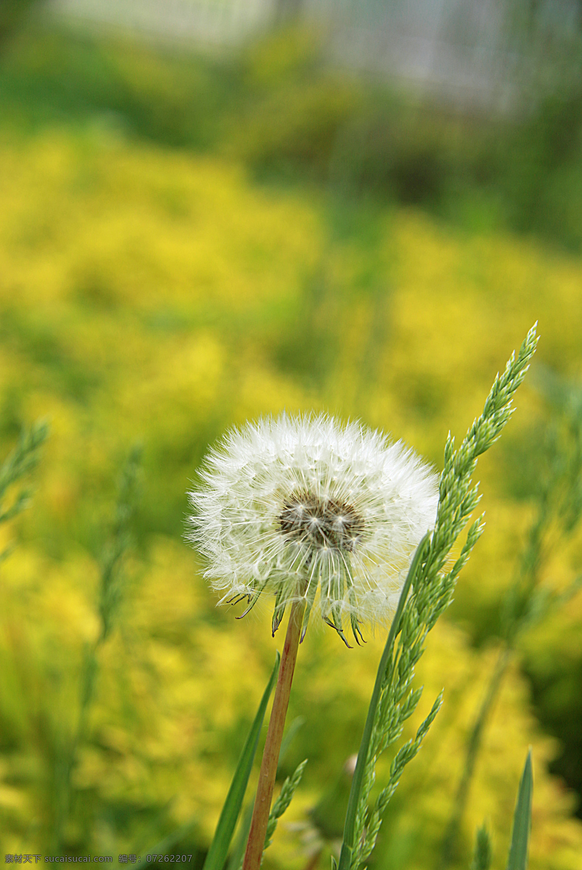 蒲公英 花海 黄花