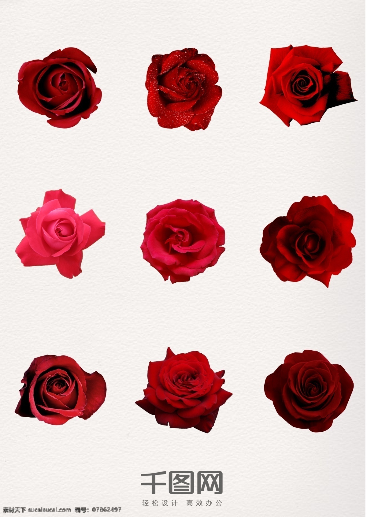 情人节 红色 玫瑰花 装饰 浪漫 插图 源文件
