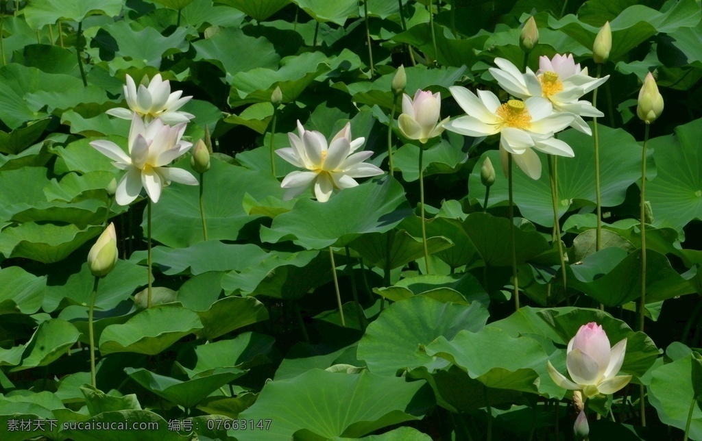 荷叶荷花 荷塘荷花荷叶 莲花池风景 花朵 花瓣 园林风景景 荷花 荷叶 荷塘 荷花摄影 园林 植物 花草 湖水 绿叶 荷花荷叶荷塘 生物世界