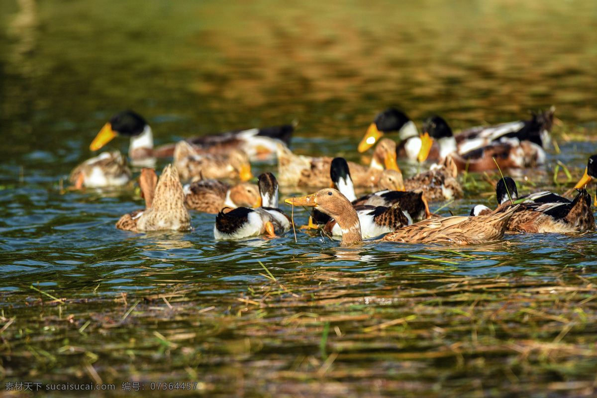 鸭群 鸭子嬉戏 鸭子 嬉戏 家禽 游水 游泳 自由 野鸭子 摄影作品 生物世界 家禽家畜
