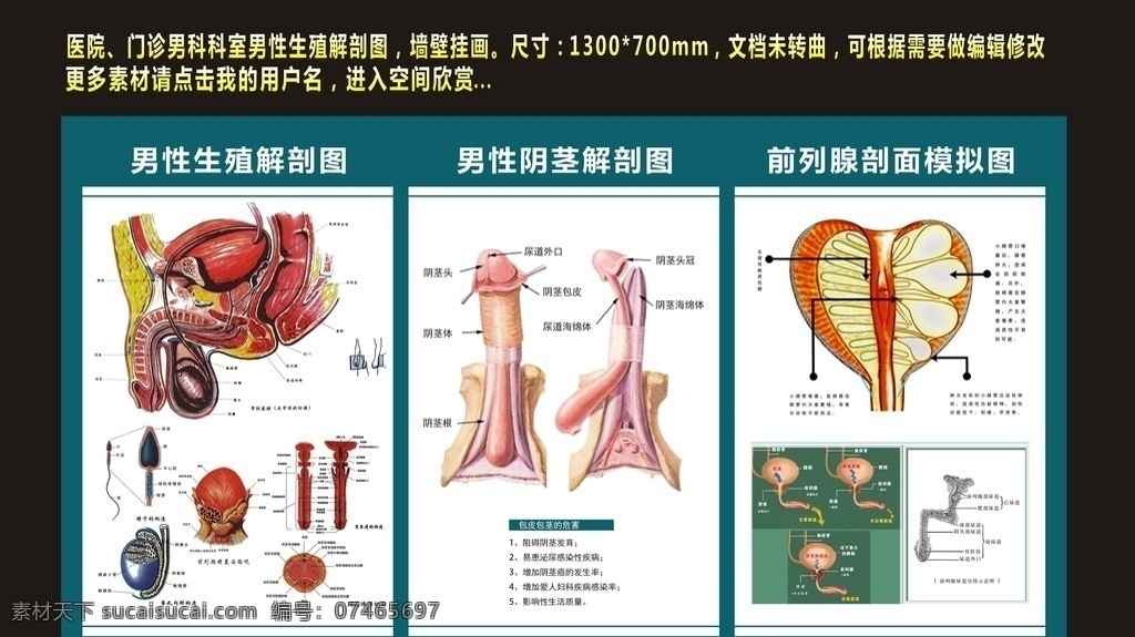 男性 泌尿 生殖 系统 生殖剖析图 系统解剖图 男性生殖系列 男性生殖 阴茎 阴囊 睾丸 膀胱 前列腺 精囊腺 解剖图 泌尿系统 矢量素材 其他矢量 矢量 医院院内 展板模板