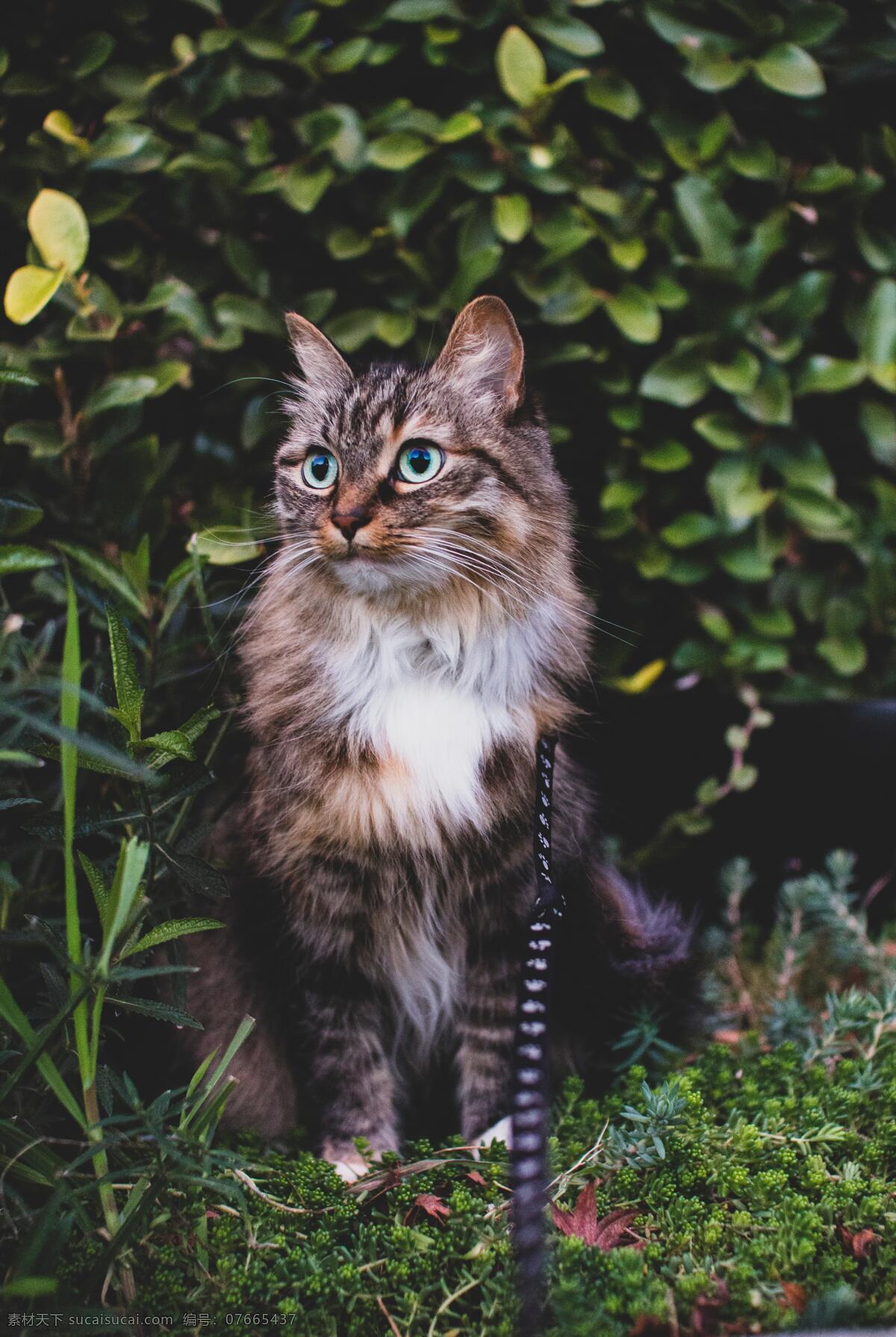 植物 绿色 萌猫 猫素材 生物世界 家禽家畜
