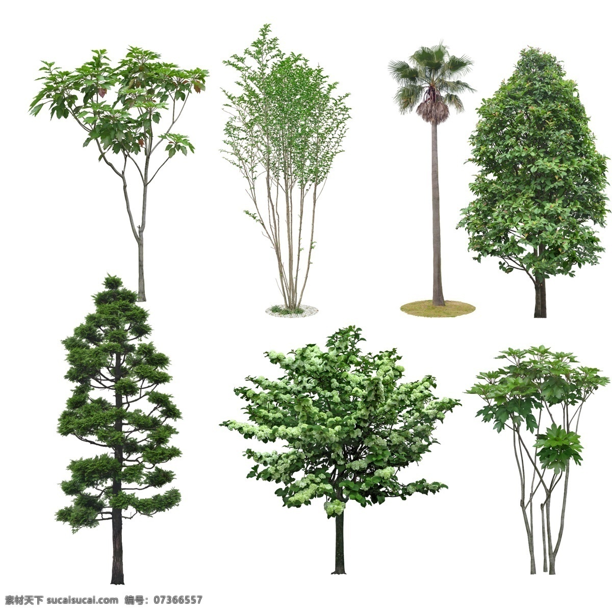 树素材 树 景观树 园林树 园林景观树 植物 常绿树 分层