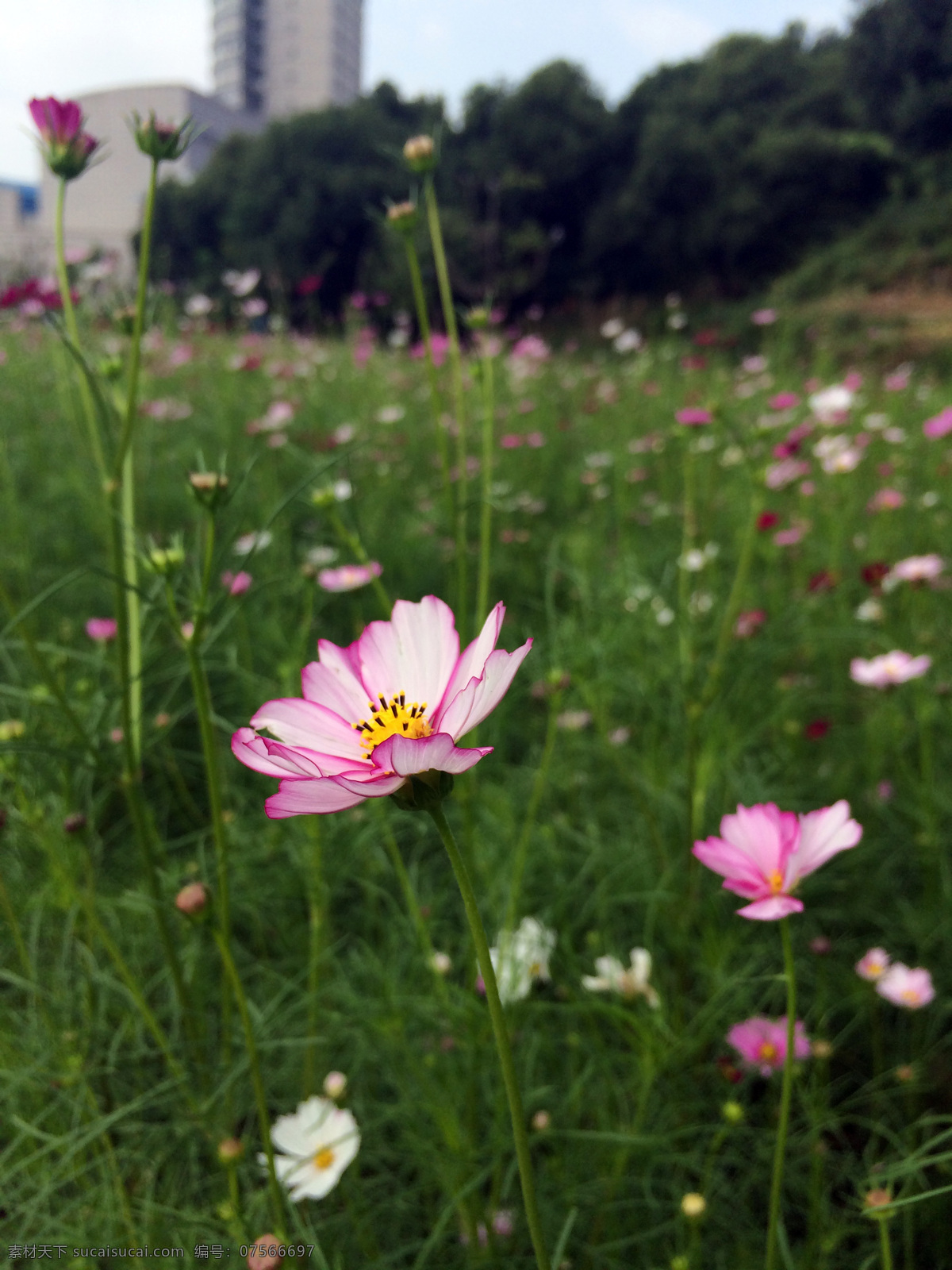 格桑花 鲜花 城市 草地 花海 生物世界 花草 黑色