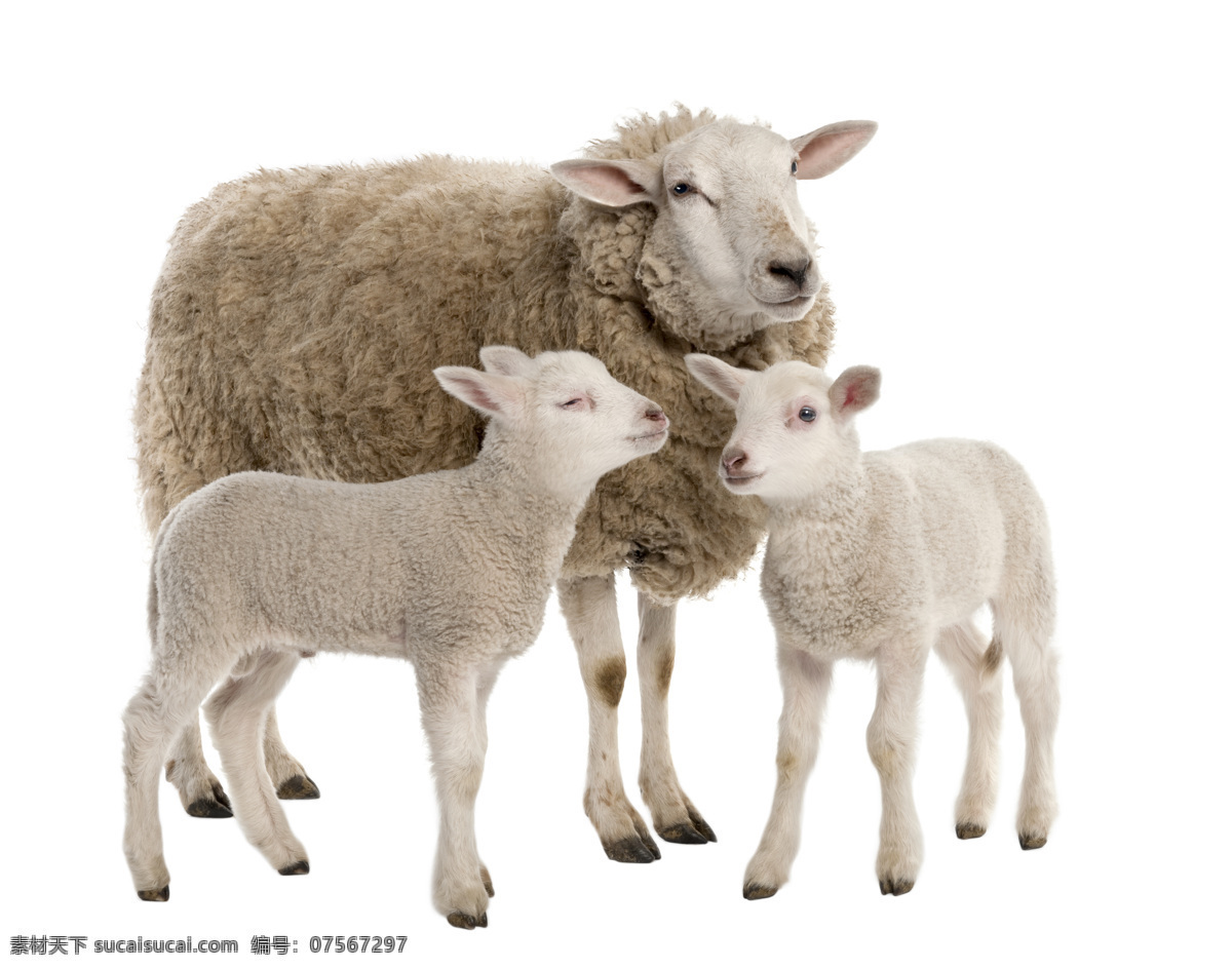 母羊与小羊羔 羊 绵羊 羊群 畜牧业 动物世界 动物摄影 小羊羔 陆地动物 生物世界 白色