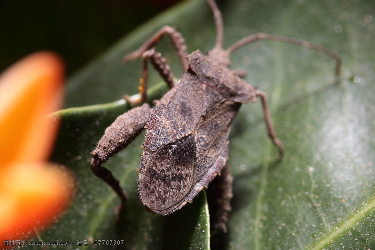 微距摄影 臭虫 微距 昆虫摄影 昆虫 微距摄影昆虫 生物世界