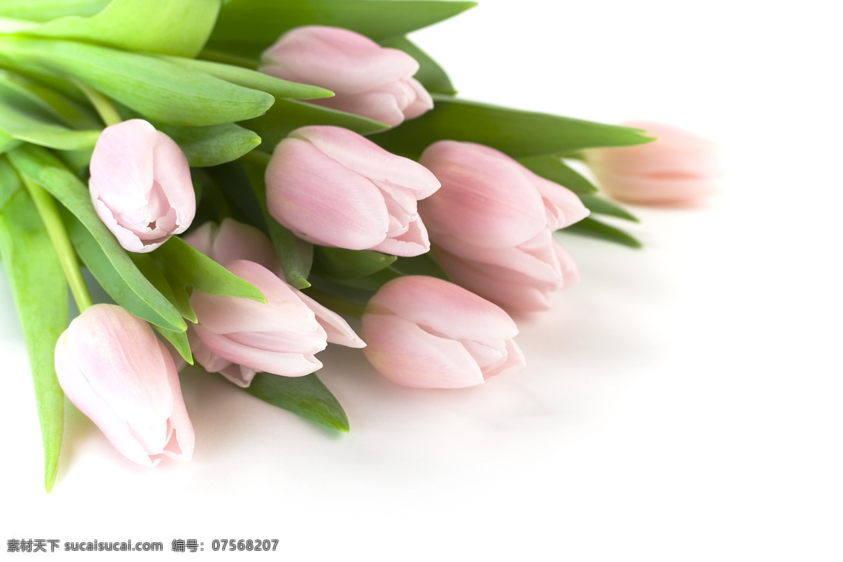 郁金香 花 红花 鲜花 红色郁金香 粉色花 红色花 郁金香鲜花 紫色郁金香 花草 一束郁金香 一盆郁金香 生物世界 白色