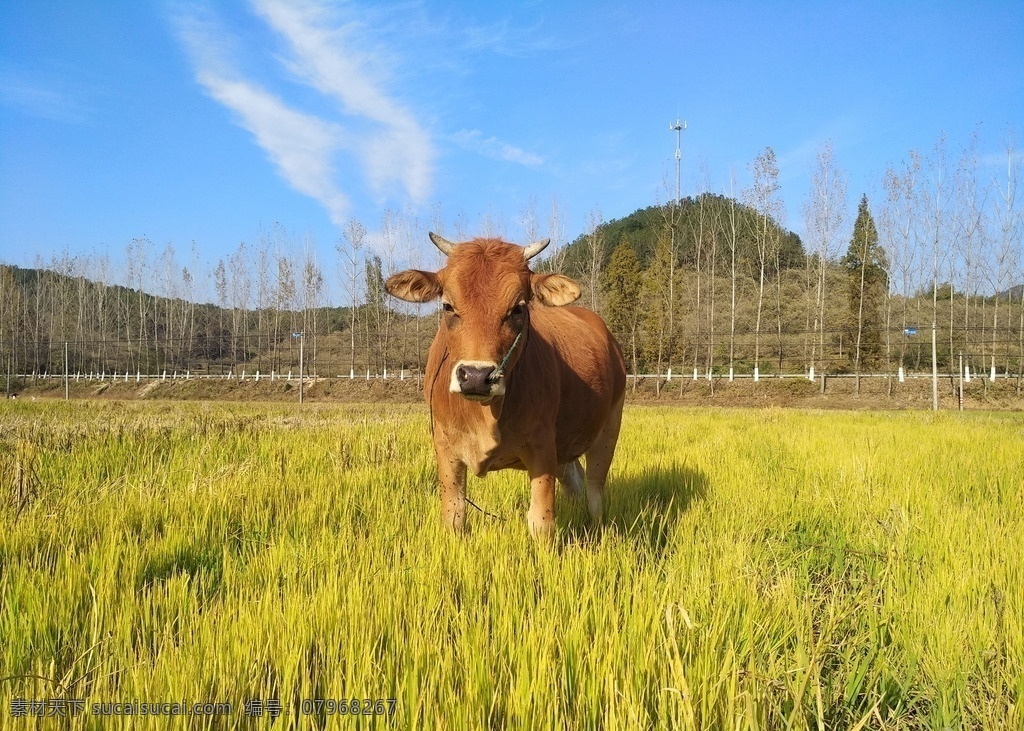 黄牛 鄂东黄牛 秋天 蓝天 田野 牧牛 鄂东百牛 生物世界 家禽家畜