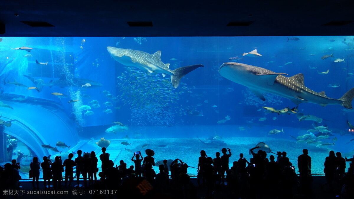 日本 冲绳 旅游 纪念品 特色 海洋馆 鲨鱼 水族箱 生物世界 海洋生物
