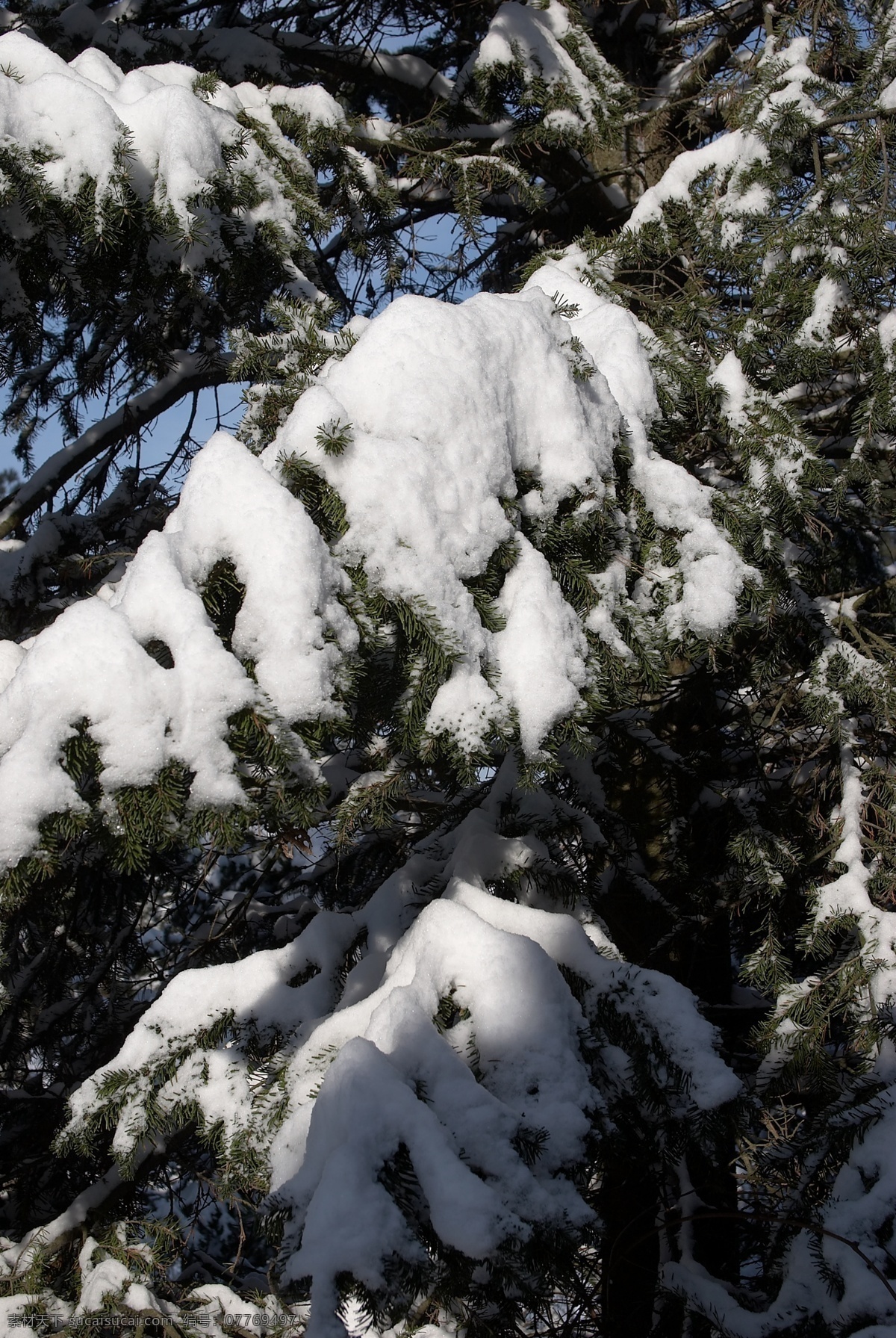 树上 白雪 冬天雪景 冬季 美丽风景 美丽雪景 积雪 风景摄影 树木 树林 山水风景 风景图片