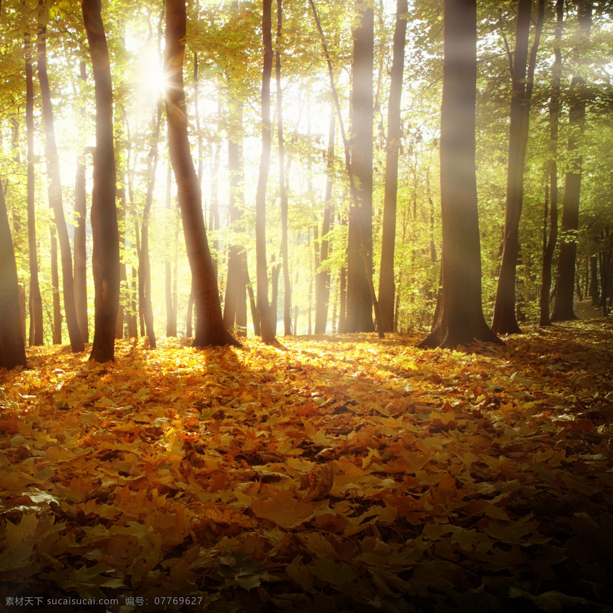朦胧 美丽 秋日 树林 朦胧美丽 秋日树林 树木 落叶 山水风景 风景图片