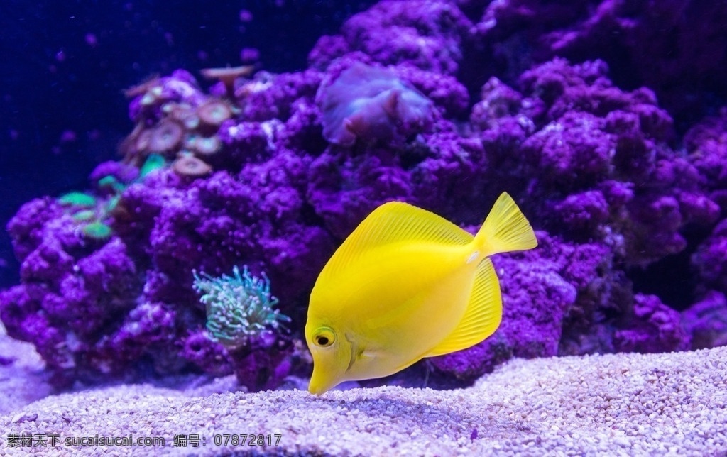 深海鱼 鱼儿 小黄鱼 深海 浮游生物 自然生物 生物世界 海洋生物