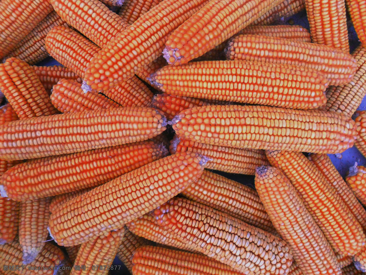 一堆玉米棒 丰收玉米 个个丰满玉米 秋收玉米 玉米堆 生物世界 蔬菜