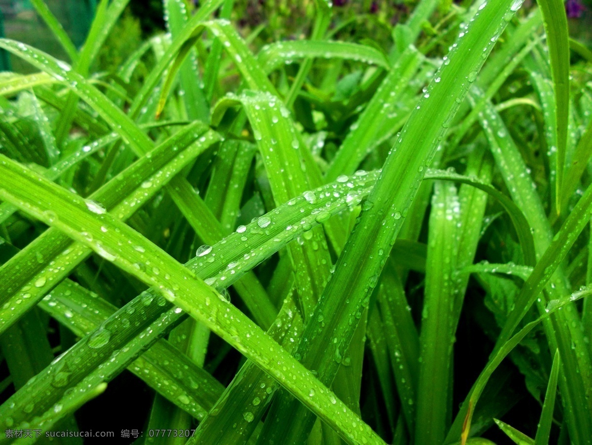 绿叶 草原 草地 绿草 绿色 水珠 露珠 环保 环境 花草 生物世界