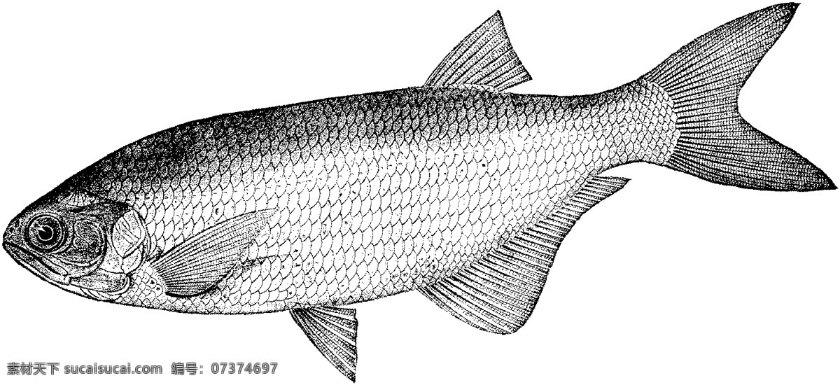 水生动物 fish 鱼 动物素描 设计素材 动物专辑 素描速写 书画美术 白色
