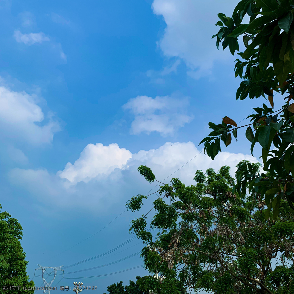 天空 树木 蓝蓝的天空 碧落 云 夏天 秋天的天空 风 蓝天 白云 云朵 自然风景 自然景观