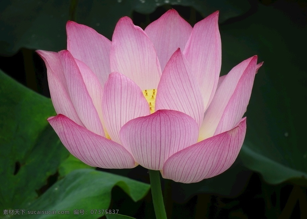 桌花 花瓶 花店 花 捧花 鲜花 花草 生物 花束 植物 花市 多肉 绿植 树叶 绿化 草 野草 野花 叶子 花朵 花苞 花蕊 花瓣 花心 盆景 景观 藕 荷塘 莲藕 莲蓬 莲子 水产品 莲花 荷叶 荷花塘 莲 荷韵 生物世界