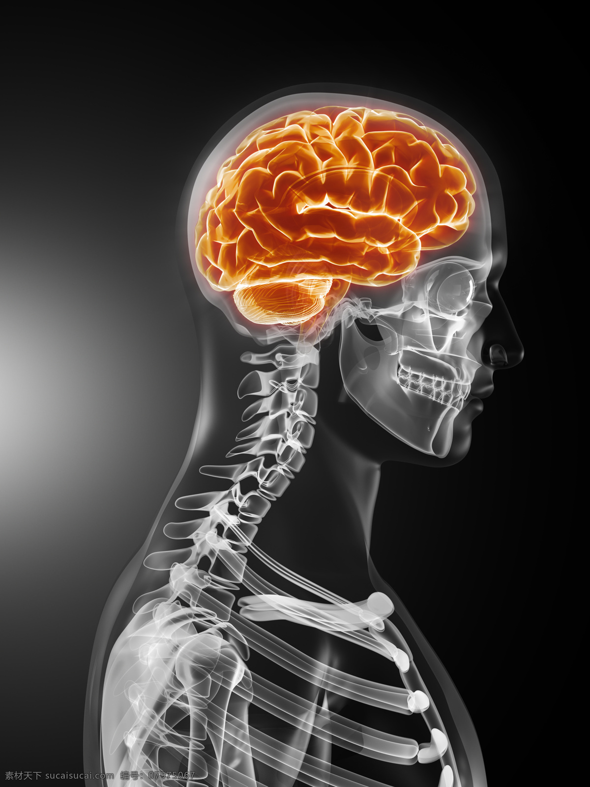人体 大脑 骨架 人体骨骼 人脑 人体器官 医疗科学 医学 人体器官图 人物图片