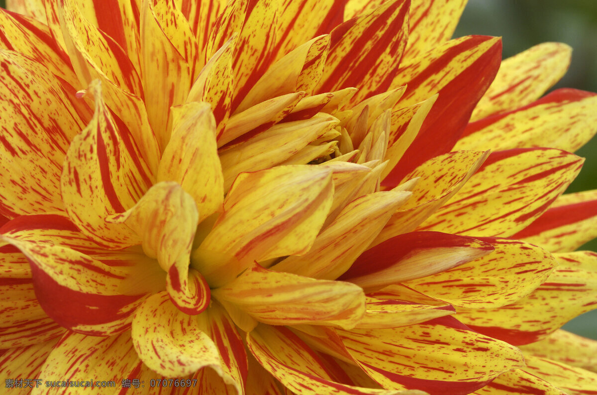 盛开 菊花 花 鲜花 花瓣 金色 红色 花草树木 生物世界