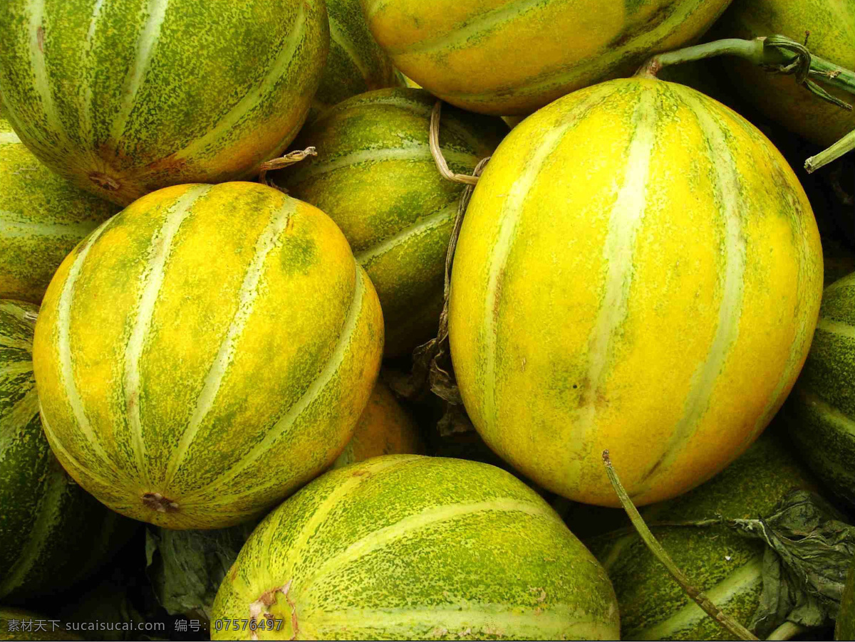 小甜瓜 瓜 甜瓜 青黄色 脆瓜 香瓜 生物世界 水果 摄影图库