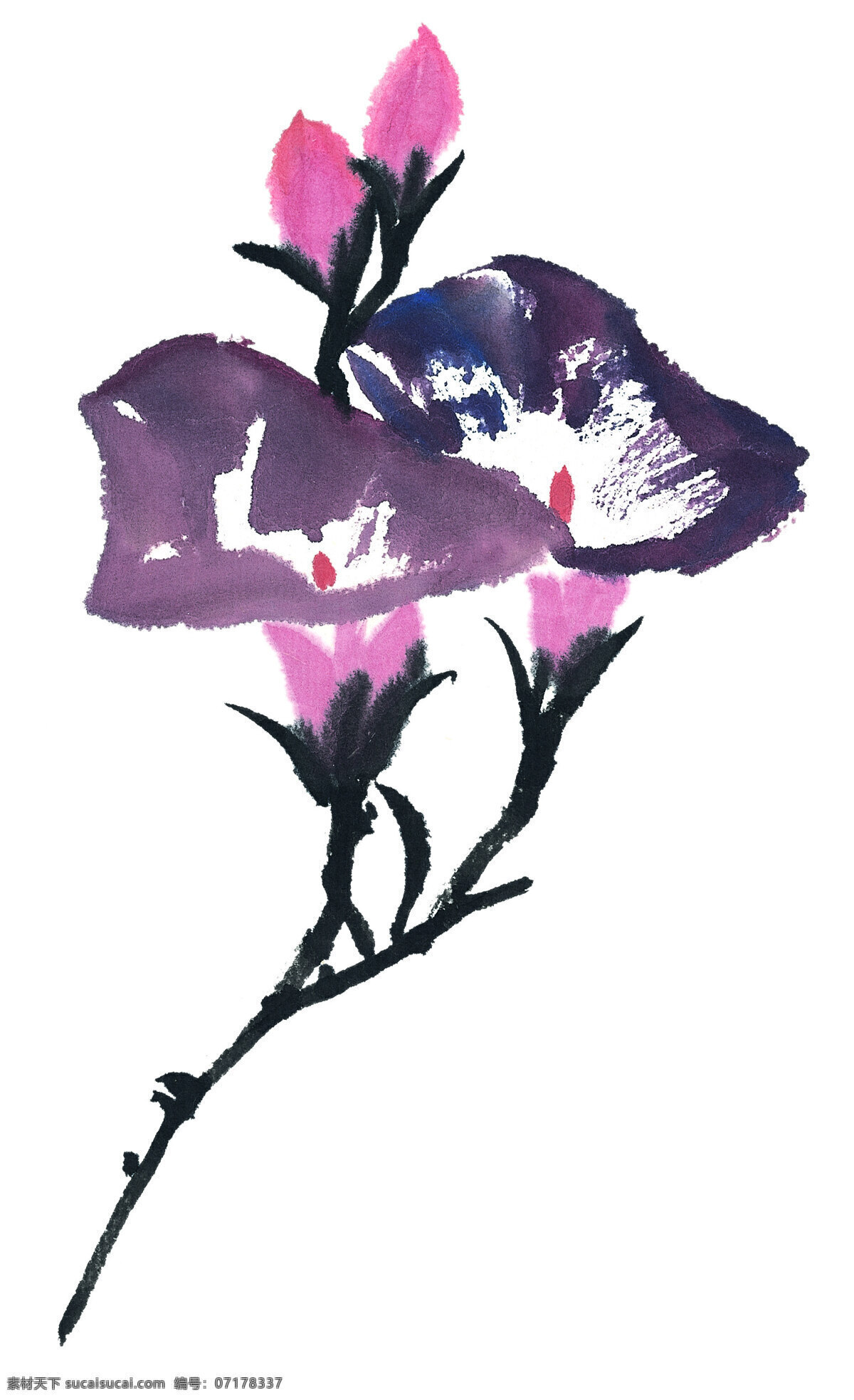 喇叭花 花骨朵 白描 工笔画 古画 国画 花卉 花鸟 绘画 美术 泼墨 写意 中国画 艺术 水墨 文化艺术