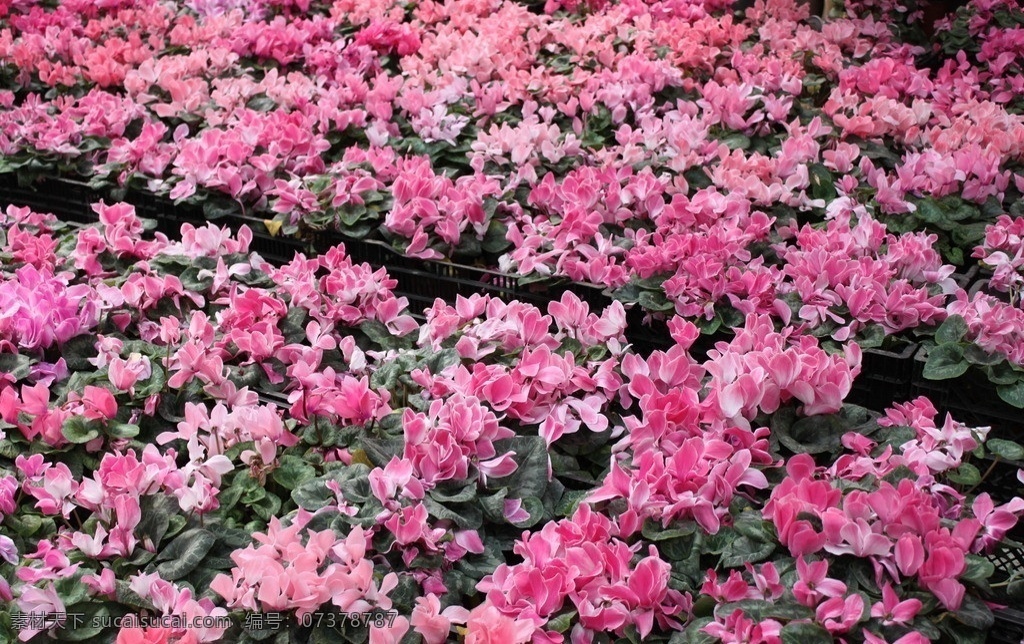 花海 植物 美丽的花 花特写 鲜花 自然风景 唯美 花草 生物世界