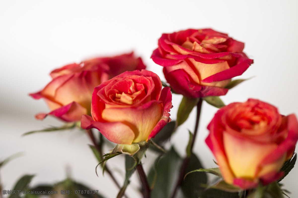 玫瑰花束 玫瑰花 花卉 花束 美丽 优雅 花素材 浪漫 温馨 插瓶 花草植物 生物世界 花草